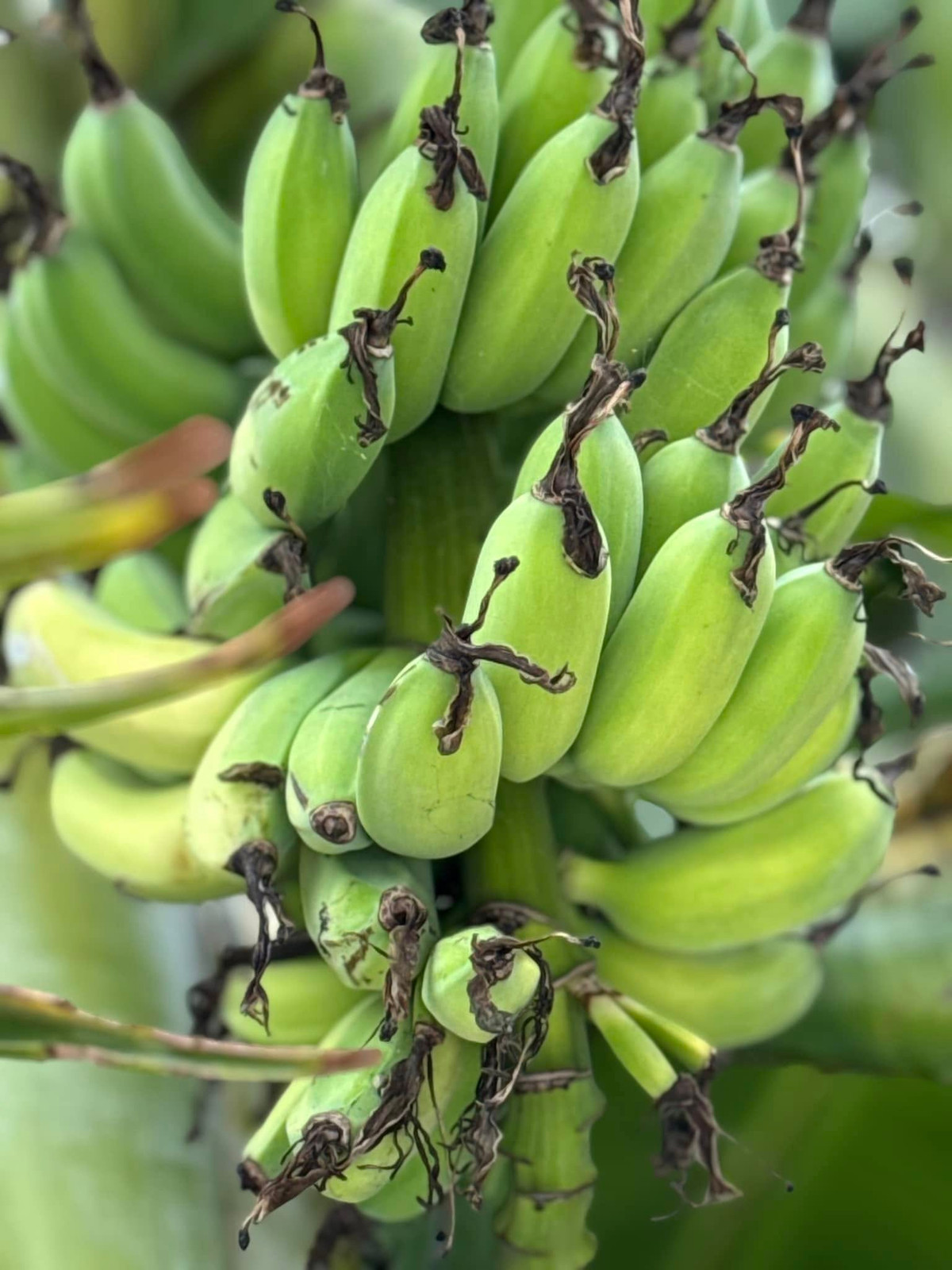 Ngoài hoa, khu vườn của Kim Hiền còn có nhiều cây ăn trái. Ảnh: FB Kim Hien