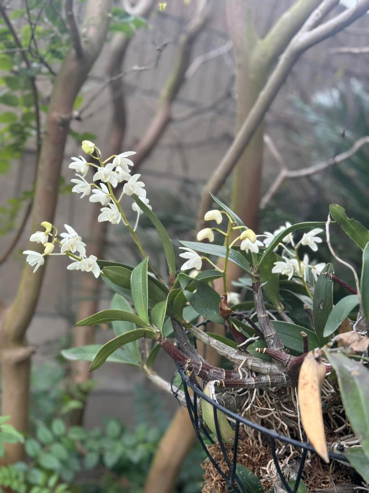 Giỏ lan trắng tinh khôi lơ lửng giữa tán cây, tạo điểm nhấn mềm mại, thanh thoát cho khu vườn. Ảnh: FB Kim Hien