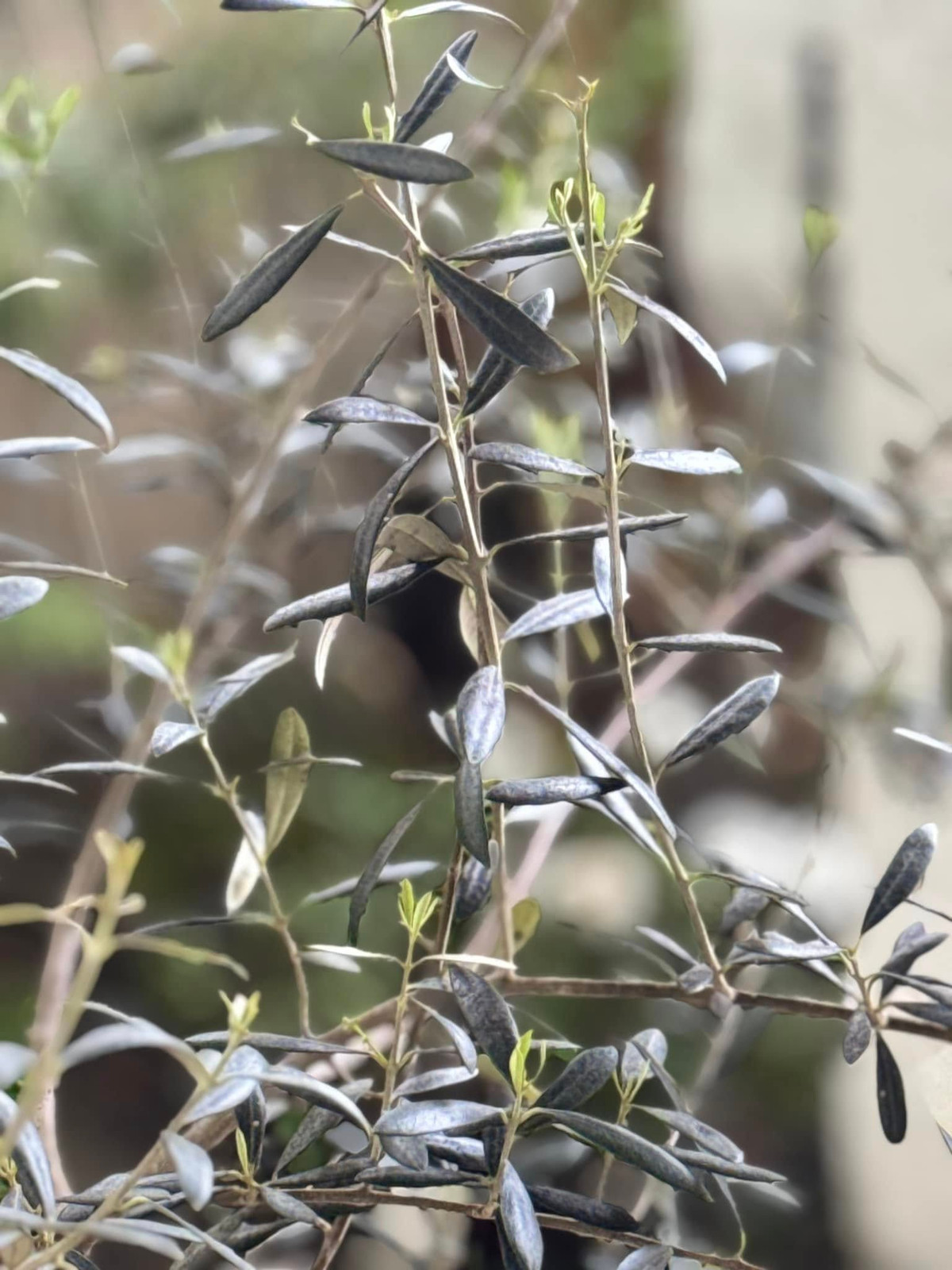 Cây ô liu với nhành lá xanh bạc như điểm nhấn lạ cho khu vườn. Ảnh: FB Kim Hien