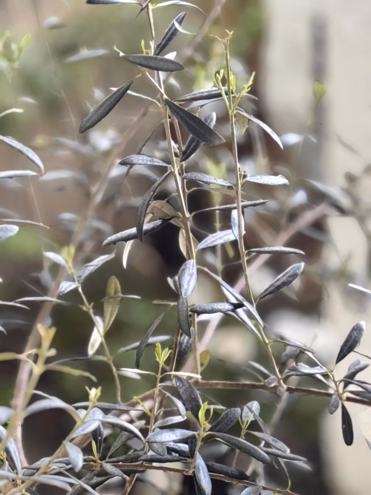 Cây ô liu với nhành lá xanh bạc như điểm nhấn lạ cho khu vườn. Ảnh: FB Kim Hien