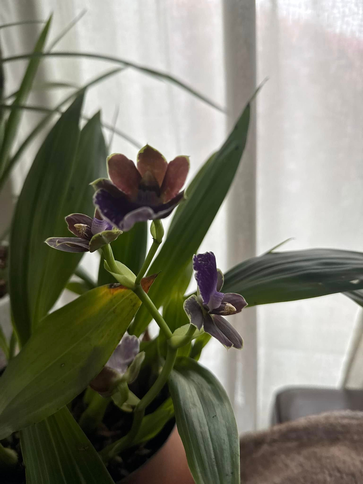 Một chậu lan khác với màu tím than đặt gần cửa, đón ánh sáng tự nhiên, mang đến góc nhỏ thư giãn. Ảnh: FB Kim Hien