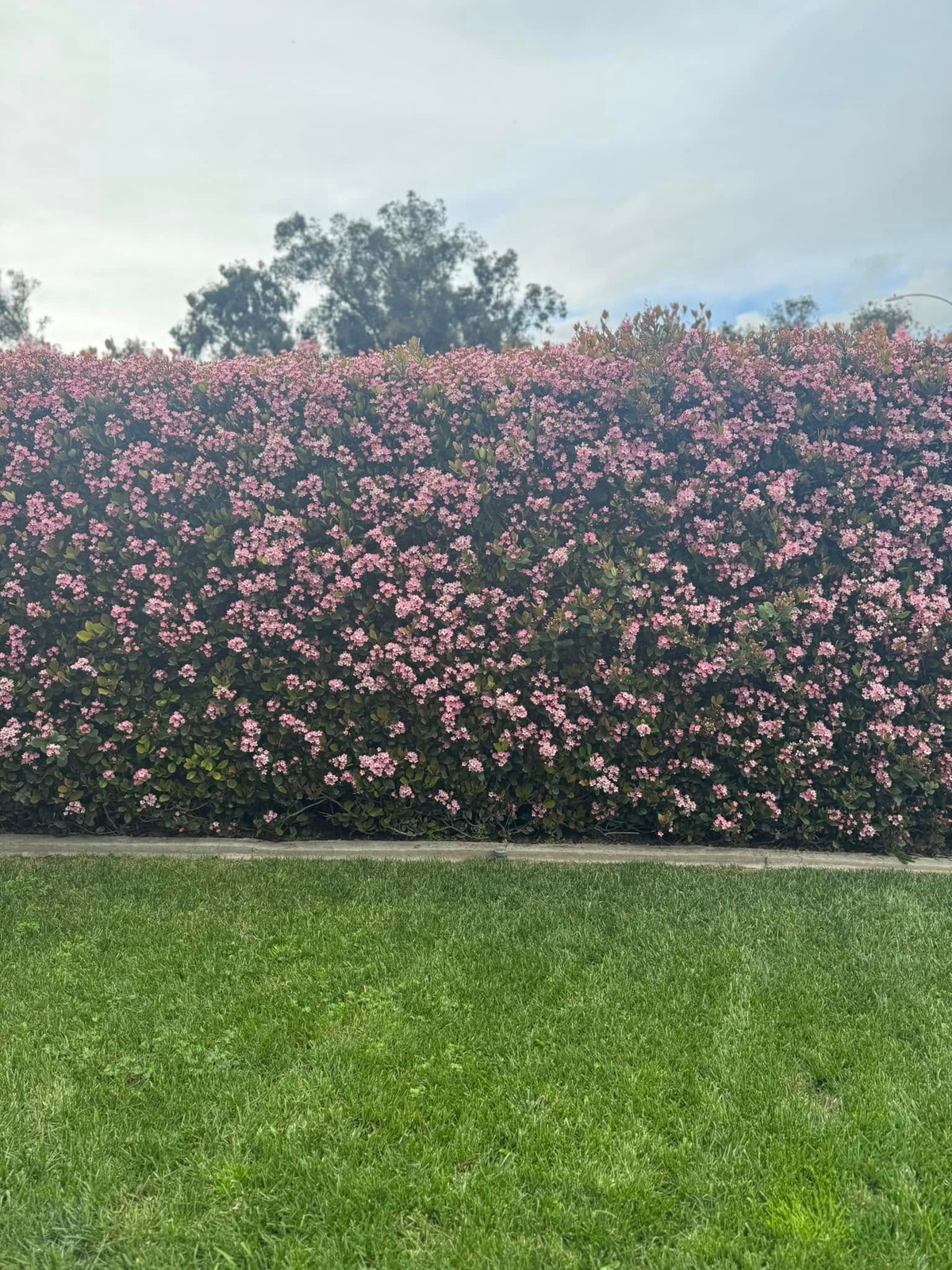 Mới đây, Kim Hiền chia sẻ loạt ảnh về khu vườn ngập tràn hoa lá. Hàng rào nở rộ với hoa màu hồng tím phủ kín lối đi đẹp như cổ tích. Ảnh: FB Kim Hien