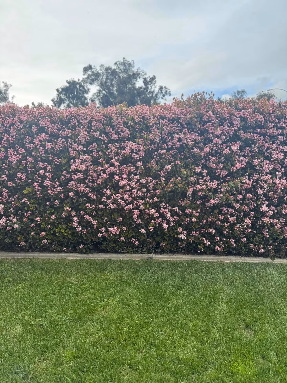 Mới đây, Kim Hiền chia sẻ loạt ảnh về khu vườn ngập tràn hoa lá. Hàng rào nở rộ với hoa màu hồng tím phủ kín lối đi đẹp như cổ tích. Ảnh: FB Kim Hien