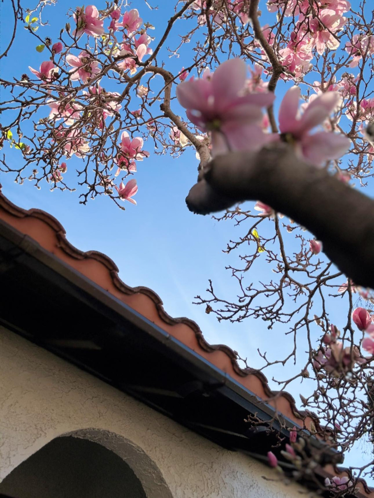 Các loại hoa đua nhau khoe sắc. Ảnh: FB Kim Hien