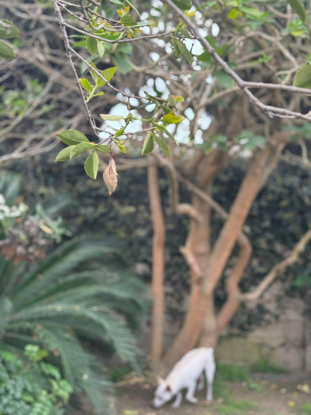 Căn nhà của Kim Hiền ngập tràn sắc hoa, được cô ví như nơi nuôi dưỡng tâm hồn cho các con. Ảnh: FB Kim Hien