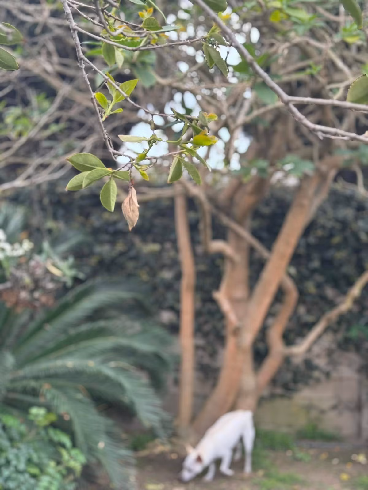 Căn nhà của Kim Hiền ngập tràn sắc hoa, được cô ví như nơi nuôi dưỡng tâm hồn cho các con. Ảnh: FB Kim Hien