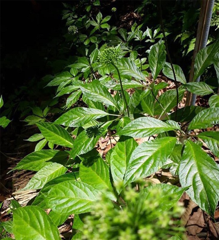  Lá sâm Ngọc Linh tươi giá dao động từ 8 - 12 triệu. Nếu được sấy khô, giá lên tới 150 triệu đồng/kg. Vì thế, đây được coi là loại lá đắt nhất Việt Nam. Ảnh: Thegioihongsam