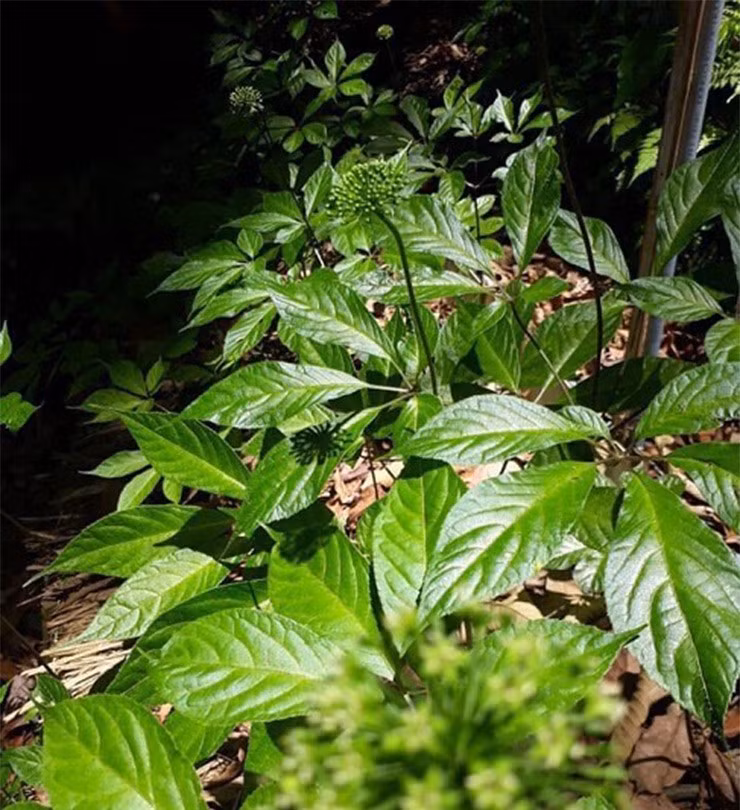  Lá sâm Ngọc Linh tươi giá dao động từ 8 - 12 triệu. Nếu được sấy khô, giá lên tới 150 triệu đồng/kg. Vì thế, đây được coi là loại lá đắt nhất Việt Nam. Ảnh: Thegioihongsam