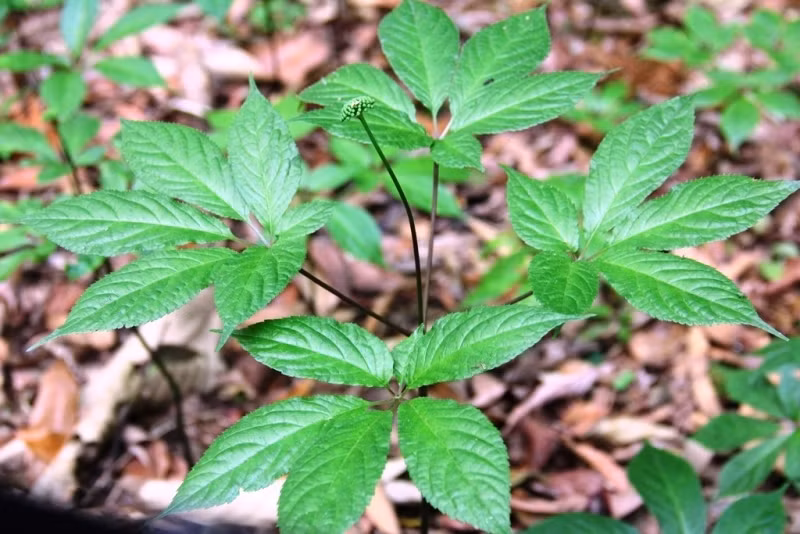 Ngoài thân và củ, lá sâm Ngọc Linh cũng được nhiều người tìm mua vì có giá trị bồi bổ cơ thể. Ảnh: Gofoyo