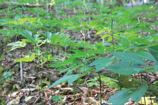 Mùa thu hoạch lá nhân sâm kéo dài từ tháng 8 đến hết tháng 10 hàng năm. Ảnh: Suckhoedoisong