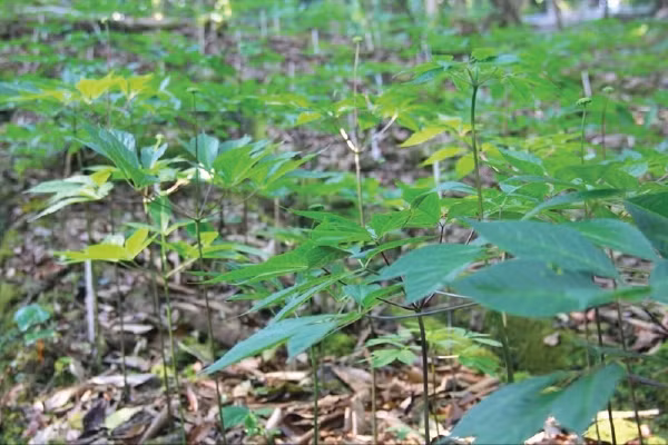 Mùa thu hoạch lá nhân sâm kéo dài từ tháng 8 đến hết tháng 10 hàng năm. Ảnh: Suckhoedoisong