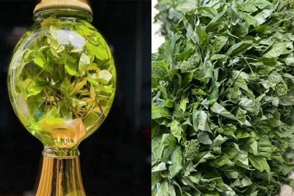 Lá sâm Ngọc Linh có thể dùng để ngâm rượu hoặc hãm nước uống như trà. Ảnh: Đồng An Gia Store