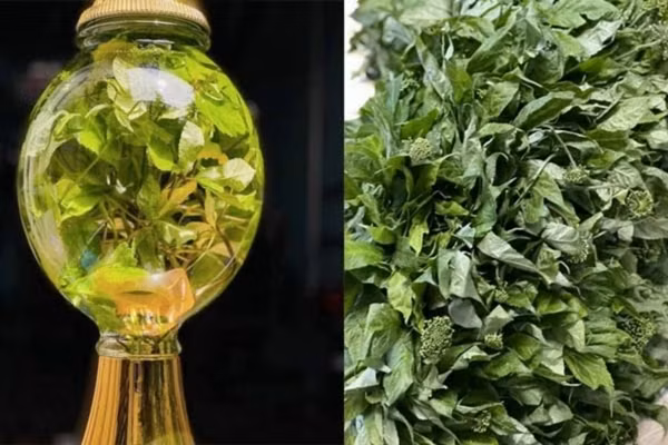 Lá sâm Ngọc Linh có thể dùng để ngâm rượu hoặc hãm nước uống như trà. Ảnh: Đồng An Gia Store
