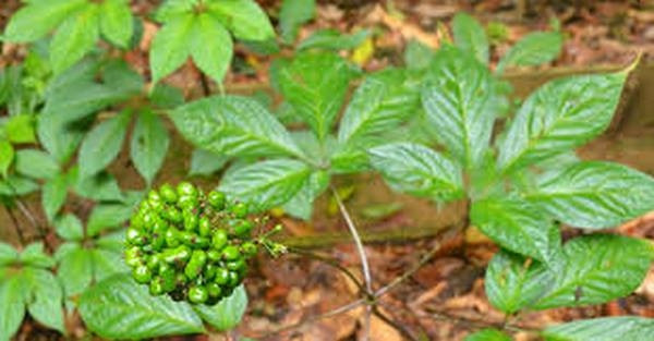 Nếu không thu hoạch, lá sâm sẽ úa vàng hoặc rụi trong khoảng thời gian từ tháng 9 đến tháng 12. Khi đó, người dân đem lá tươi phơi khô rồi trữ dùng dần. Ảnh: Internet