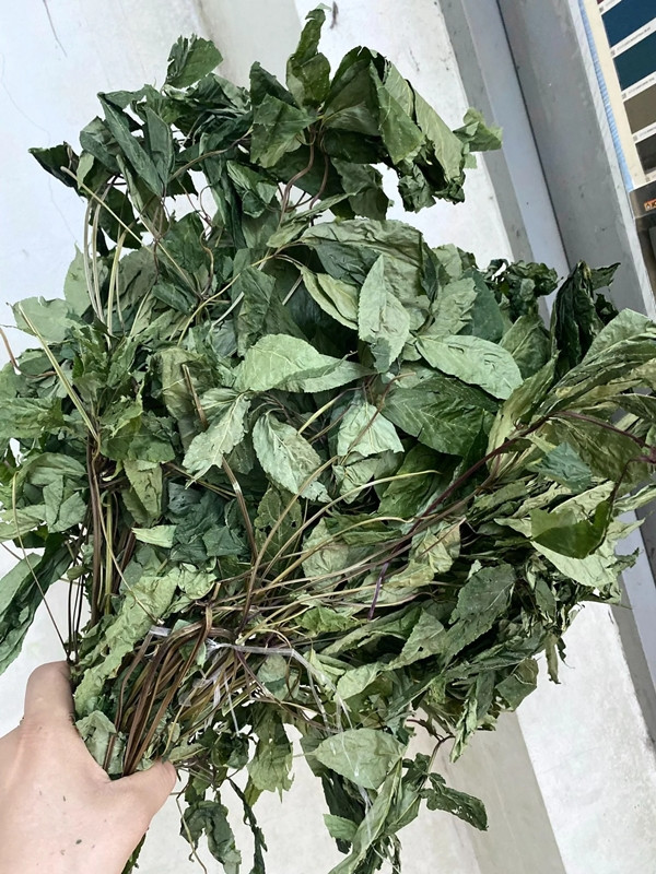 Lá sâm Ngọc Linh khô được nhiều người lựa chọn vì dễ bảo quản và có thể sử dụng lâu dài. Ảnh: Internet