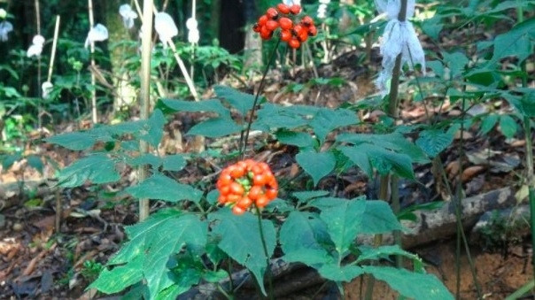  Sâm Ngọc Linh chỉ mọc tại vùng núi Ngọc Linh, ở độ cao trên 2.000m, thuộc địa phận tỉnh Kon Tum và Quảng Nam. Ảnh: Facebook