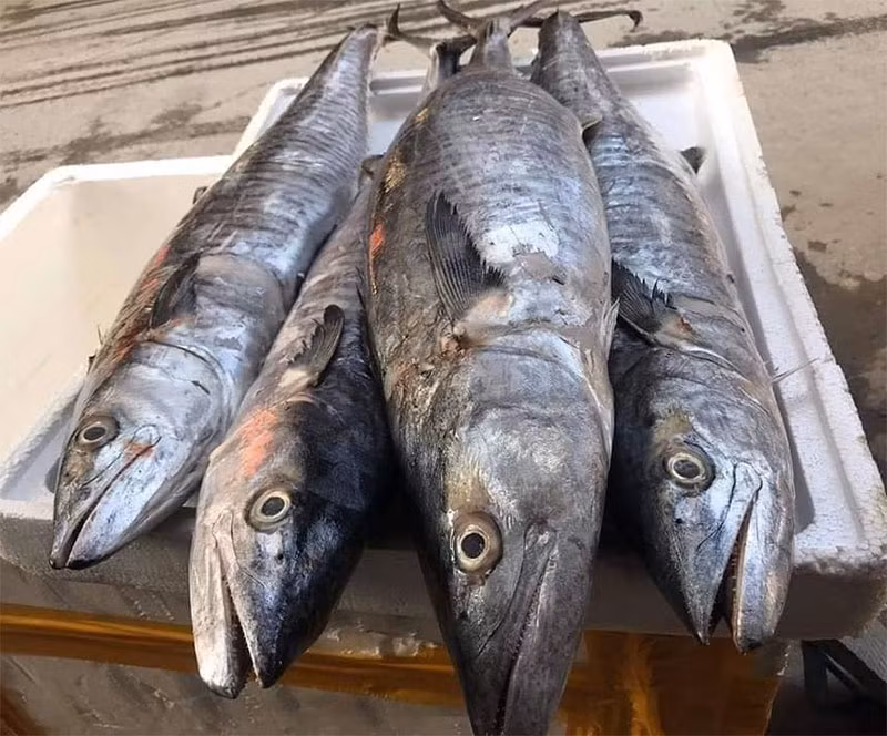  Cá thu là loại cá giàu omega-3, ngang ngửa cá hồi giúp giảm mỡ máu, ngừa tim mạch và cải thiện trí nhớ. Ảnh: Haisanxanh