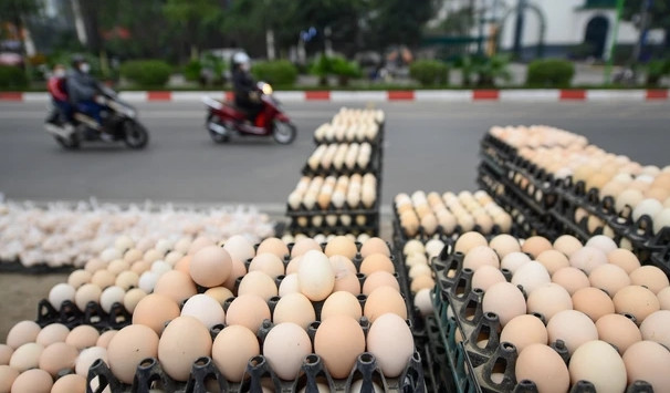 Trứng gà giá chỉ từ 1.500 đồng/quả Trung ga gia chi tu 1.500 dong/qua