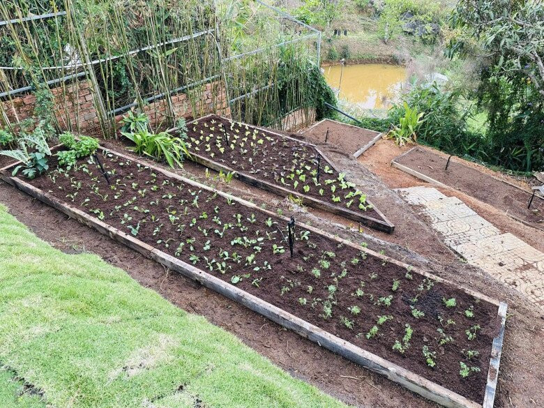 Mỗi luống rau có hệ thống tưới nước tự động, đảm bảo độ ẩm cho cây phát triển. Ảnh: FBNV