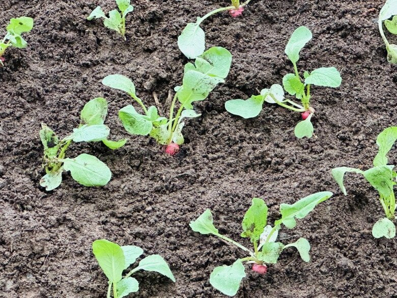 Các loại rau phổ biến được trồng đan xen tạo mảng màu đẹp mắt. Ảnh: FBNV