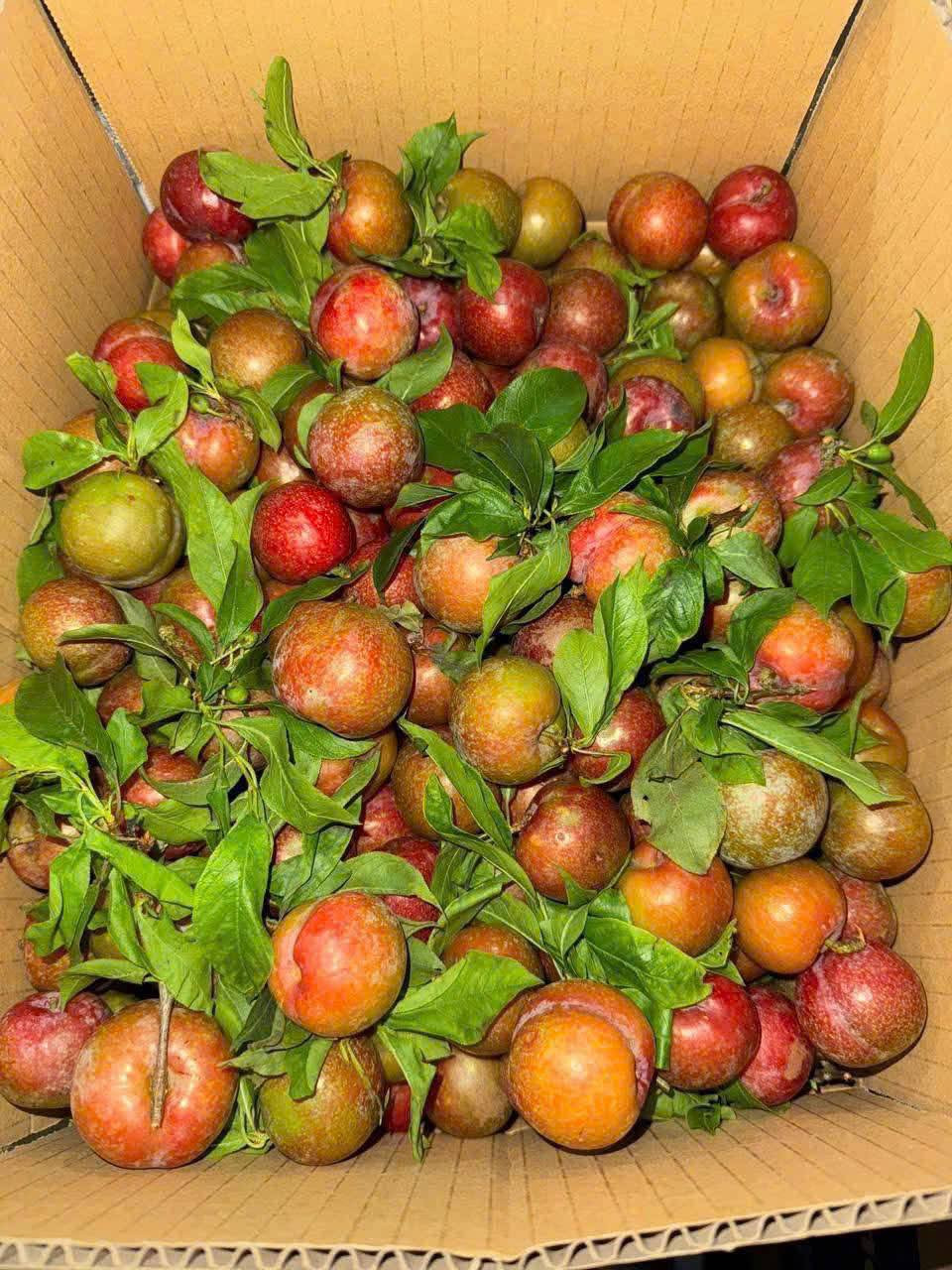 Gần 300.000 đồng/kg, khách vẫn xuống tiền mua mận hậu đầu mùa - Hình 2 Gan 300.000 dong/kg, khach van xuong tien mua man hau dau mua-Hinh-2