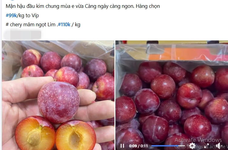 Gần 300.000 đồng/kg, khách vẫn xuống tiền mua mận hậu đầu mùa Gan 300.000 dong/kg, khach van xuong tien mua man hau dau mua
