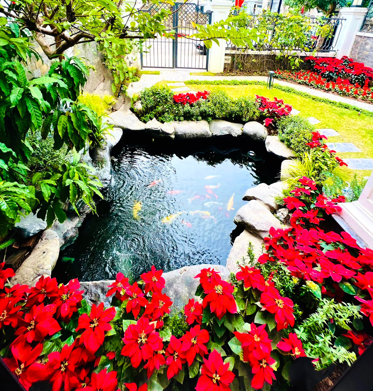 Bên ngoài biệt thự có hồ cá Koi lớn. Cây cảnh trong vườn trồng thẳng lối, tạo không gian gần gũi với thiên nhiên giữa thành phố nhộn nhịp. Ảnh: FB Lã Thanh Huyền