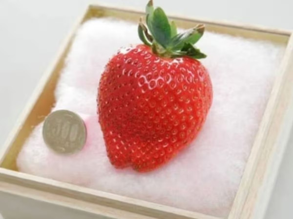  Dâu tây Mộc Châu đang vào mùa, giá chỉ từ 20.000 - 70.000 đồng/hộp 500g. Tuy nhiên, tại Nhật Bản có giống dâu tây Bijin-Hime (còn gọi dâu tây công chúa) giá lên tới 350 USD một quả (tương đương hơn 8 triệu đồng). Ảnh: News18