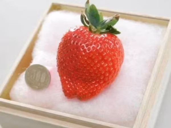  Dâu tây Mộc Châu đang vào mùa, giá chỉ từ 20.000 - 70.000 đồng/hộp 500g. Tuy nhiên, tại Nhật Bản có giống dâu tây Bijin-Hime (còn gọi dâu tây công chúa) giá lên tới 350 USD một quả (tương đương hơn 8 triệu đồng). Ảnh: News18