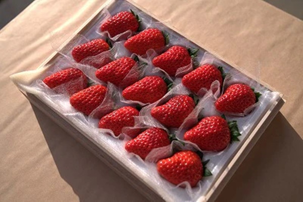 Độ ngọt của giống "dâu tây công chúa" khoảng 13 độ Brix - ngọt hơn đáng kể so với tiêu chuẩn của dâu tây là 10 độ Brix. Ảnh: Ikigai Fruits