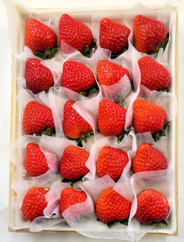 Hãng tin CNN dẫn nguồn tin từ truyền thông Nhật Bản cho biết, mỗi năm, ông Mikio Okuda chỉ trồng được khoảng 500 trái dâu tây Bijin-Hime. Ảnh: Ikigai Fruits