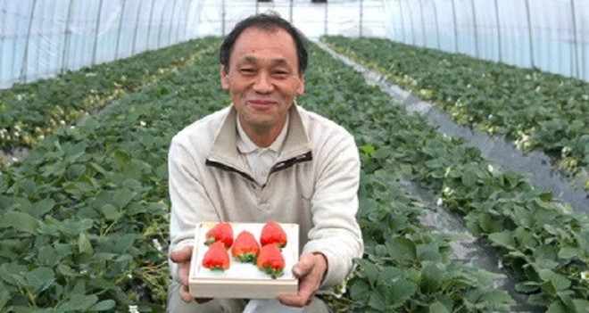 Lão nông Mikio Okuda trồng Bijin-Hime vào những tháng mùa đông. Ông cẩn thận theo dõi nhiệt độ của đất và không khí bên trong nhà kính tại nông trại Okuda, ở Hashima, tỉnh Gifu (Nhật Bản). Ảnh: Japan Times