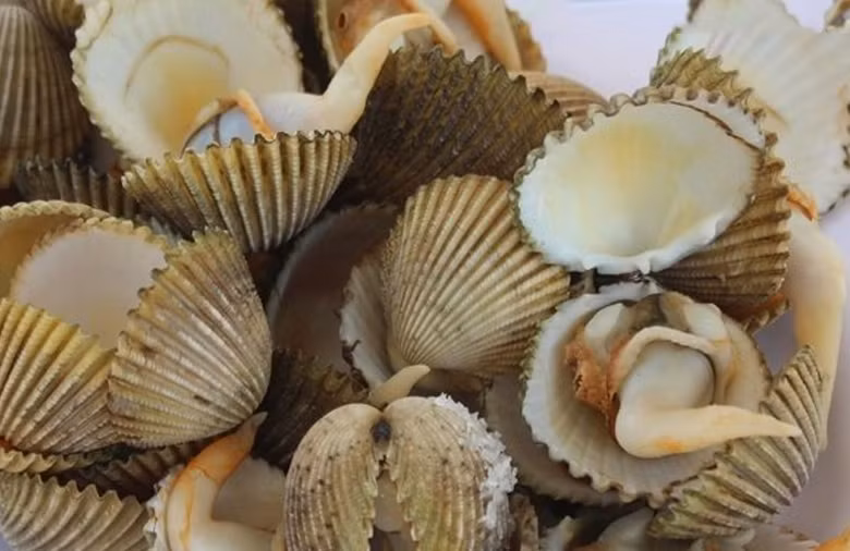 Sò mông là tên gọi khác của sò mồng, sò dương - loài động vật thân mềm có hai mảnh vỏ bao bọc. Sò mông thường ẩn mình dưới lớp cát và san hô dưới đáy biển. Ảnh: Crab Seafood