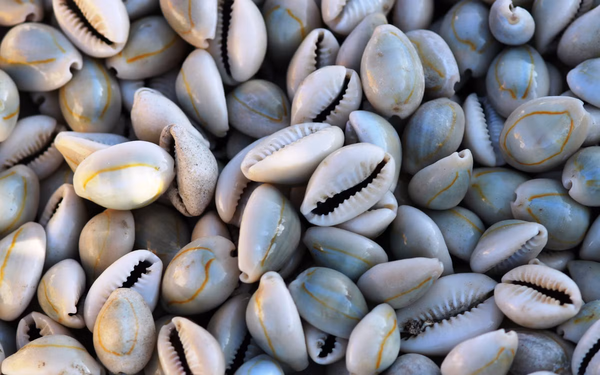 Thân ốc bướm hình bầu dục, vỏ nhiều hoa văn sạch đẹp với màu sáng bóng. Thịt ốc bướm trắng hồng, chắc, dai và ngọt. Ảnh: Internet