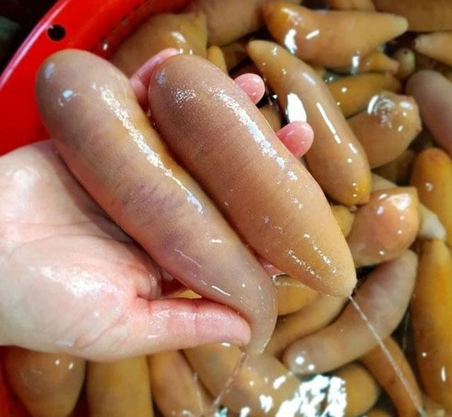 Loài hải sản này có thể thu hoạch quanh năm nhưng vào mùa từ tháng 3 đến tháng 10. Tại Hàn Quốc, cá dương vật giá khoảng 10.000 won/kg (tương đương 170.000 đồng). Ảnh: Getty