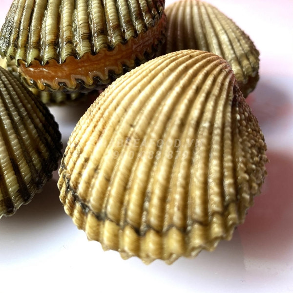 Trước đây chỉ có người dân miền biển biết tới sò mông nhưng nay sò mông trở thành đặc sản được dân thành phố lùng mua, giá khoảng 330.000 đồng/kg. Ảnh: Crab Seafood