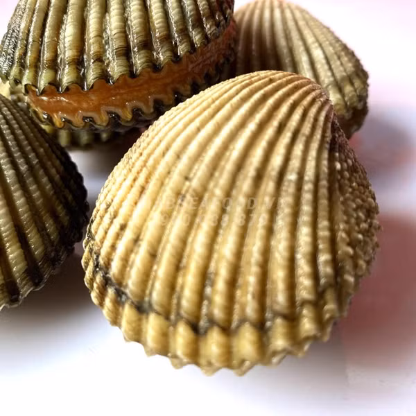 Trước đây chỉ có người dân miền biển biết tới sò mông nhưng nay sò mông trở thành đặc sản được dân thành phố lùng mua, giá khoảng 330.000 đồng/kg. Ảnh: Crab Seafood