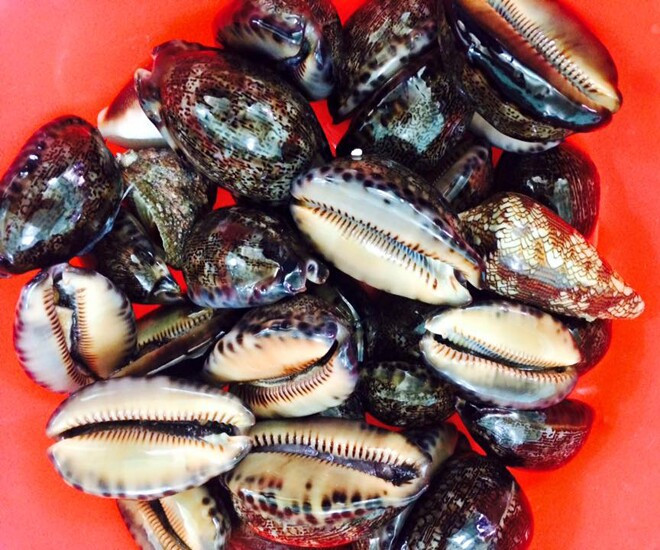 Trước kia, chỉ có người dân miền biển mới biết đến ốc trinh nữ nhưng nay chúng đã thành đặc sản hút khách, giá từ 100.000 - 150.000 đồng/kg. Ảnh: Internet