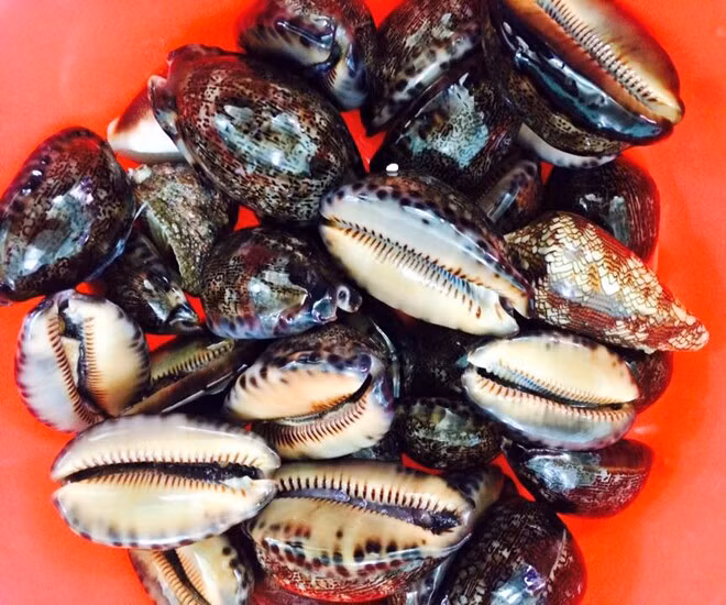 Trước kia, chỉ có người dân miền biển mới biết đến ốc trinh nữ nhưng nay chúng đã thành đặc sản hút khách, giá từ 100.000 - 150.000 đồng/kg. Ảnh: Internet