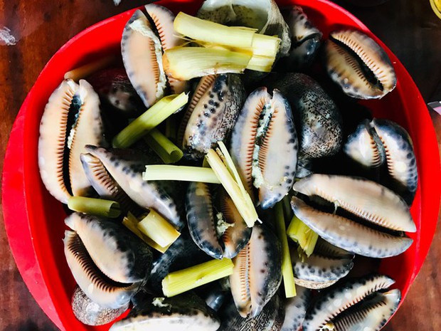 Ốc bướm (hay còn gọi ốc trinh nữ) là đặc sản của vùng biển tại các tỉnh miền Trung, thường sống trong những rạn đá ngầm ngoài biển. Ảnh: Tạp chí Du lịch