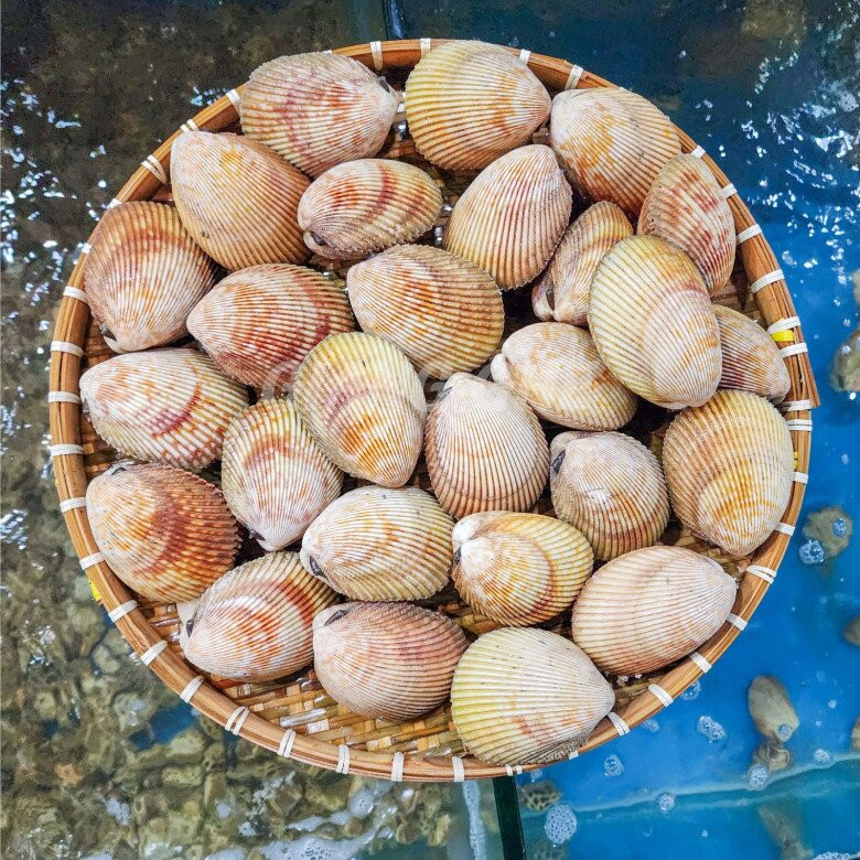 Nhìn bên ngoài, sò mông có cấu tạo gần giống sò huyết nhưng kích thước lớn hơn. Sò mông trưởng thành có thể đạt kích thước bằng bàn tay người lớn. Ảnh: Internet