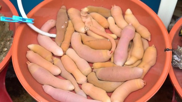 Cá dương vật sống trong bùn, đầm lầy nơi có bãi bồi cao hơn mực nước biển. Thức ăn của loài giun này chủ yếu là cá nhỏ, cua nhỏ và sinh vật phù du. Ảnh: Atlas Obscura