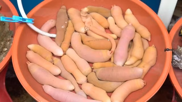 Cá dương vật sống trong bùn, đầm lầy nơi có bãi bồi cao hơn mực nước biển. Thức ăn của loài giun này chủ yếu là cá nhỏ, cua nhỏ và sinh vật phù du. Ảnh: Atlas Obscura