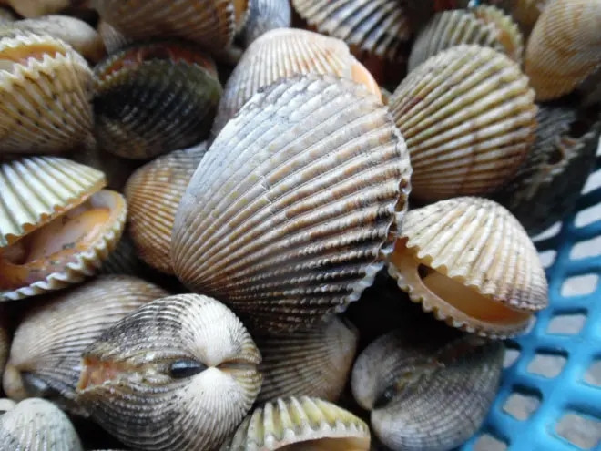 Sò mông phân bố chủ yếu ở Ấn Độ - Tây Thái Bình Dương. Tại Việt Nam, sò mông có mặt ở hầu khắp các vùng biển từ Bắc vào Nam. Ảnh: Sàn TMDT Kim Hưng