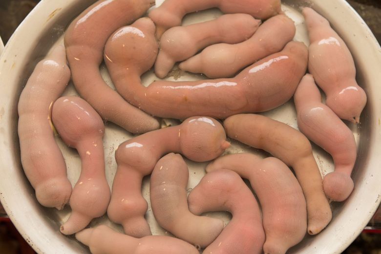 Cá dương vật (hay còn gọi giun thìa biển) là loài giun biển được tìm thấy ở Nhật Bản, Nga và Trung Quốc. Ảnh: Atlas Obscura