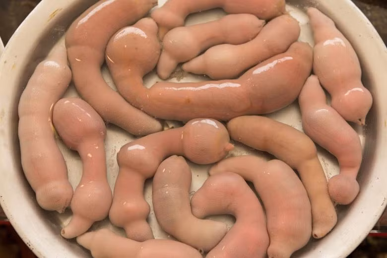 Cá dương vật (hay còn gọi giun thìa biển) là loài giun biển được tìm thấy ở Nhật Bản, Nga và Trung Quốc. Ảnh: Atlas Obscura