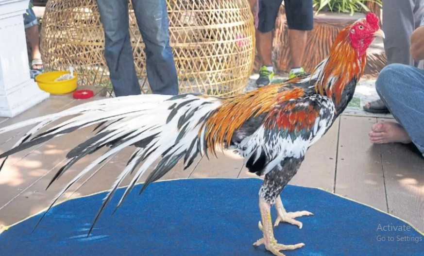 Dù được hỏi mua với mức giá cao ngất ngưởng song nữ chủ nhân của chú gà trống vẫn không đồng ý bán. Ảnh: Pressreader