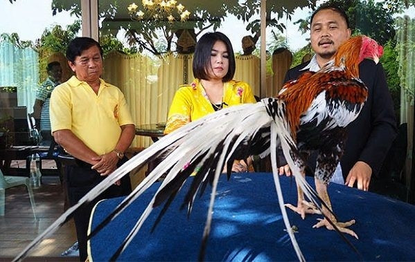 Chú gà trống có đuôi dài 1 mét, thuộc giống Luang Hang Khao quý hiếm. Ảnh: Bangkokpost