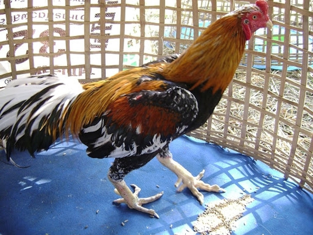 Tể từ khi có được con gà trống, vị chủ nhân này đã gặp nhiều may mắn và bà yêu quý Chao Hong Thong như con đẻ của mình. Ảnh: Pressreader