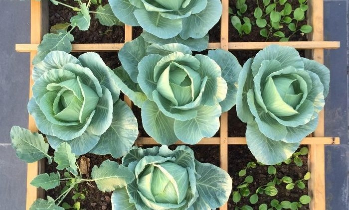 Mỗi ngày cần tưới nước đều đặn cho bắp cải, nên phun sương cho đất ẩm để tránh ngập úng. Sau 2,5 - 3 tháng là có thể thu hoạch bắp cải. Ảnh: Internet